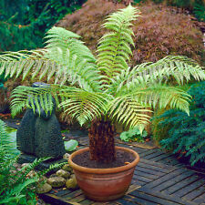 Dicksonia Antarctica Soft Tree Fern Lush Plants Outdoor Garden Ready Hardy Trees