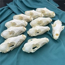 10Pcs/set Real Fox Skull