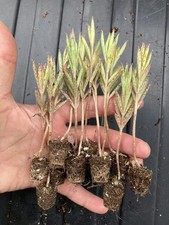 **Greenhouse Clearance**  12 x Kalanchoe  Tubiflora Chandelier Plants- Succulent