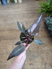 Philodendron Pink princess |