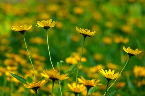 Flower rudbeckia laciniata - -,