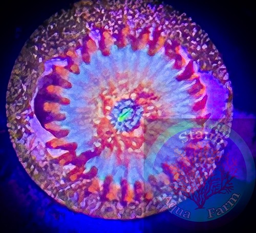 Saf white zombie zoanthid - saf~white,