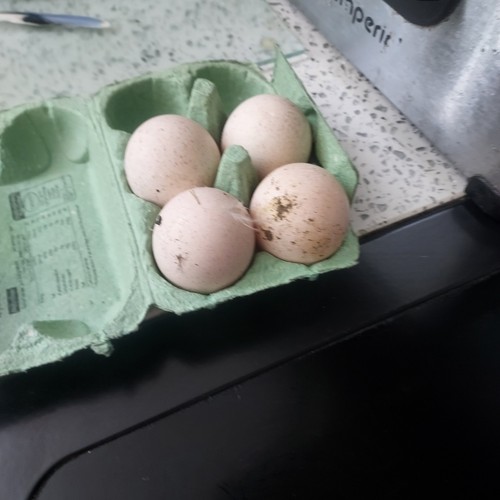 Fresh turkey eggs - , x