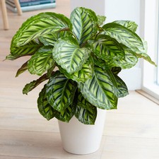 Calathea Flamestar - Prayer