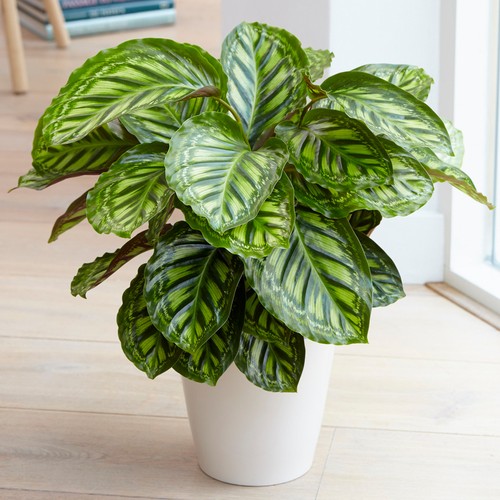 Calathea flamestar prayer - flamestar,