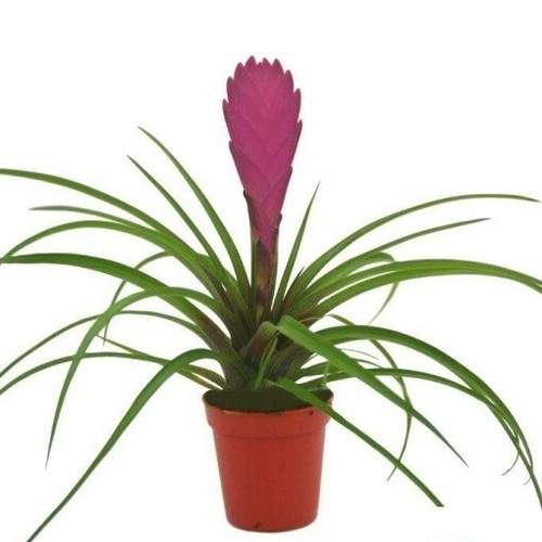 Tillandsia air plant bromeliad - tillandsia,