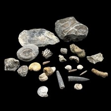 1kg British Fossil Mix Dorset