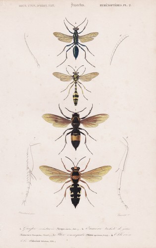 Vespa cineta wasps wasps