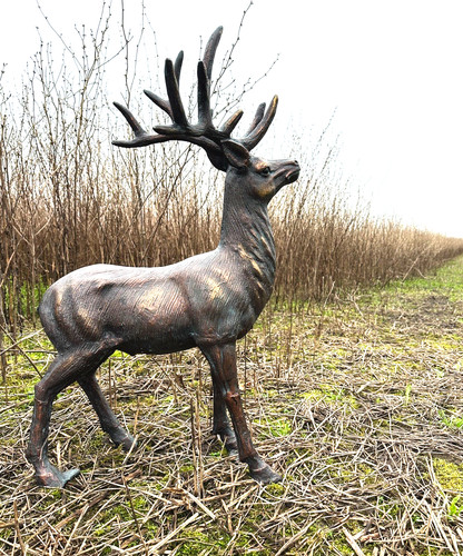 Medium size stag deer - size, buck