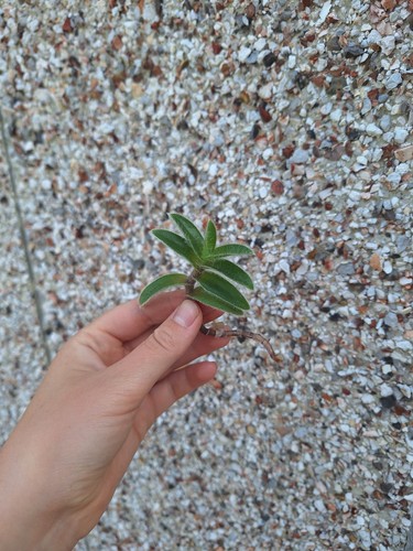 Tradescantia kitten ears - tradescantia,
