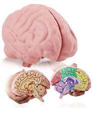 	Cross Section Foam Brain Model Great Educational Tool For Learning & Teaching	