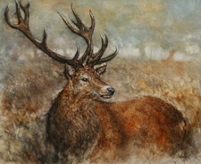 GARY BENFIELD, 'FOREST STAG