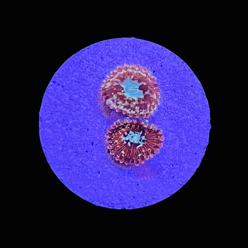 Mayhem zoanthids saq - -, coral