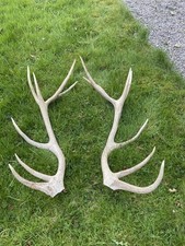 Red Deer Stag Antlers 3ft