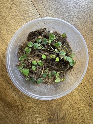 Ficus pumila minima - pumila, ‘minima’