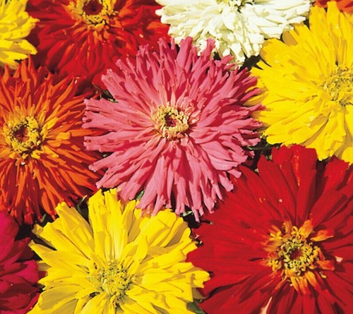 Zinnia seeds cactus flowered - zinnia,
