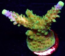 JOKER ACROPORA FRAG-SPS/