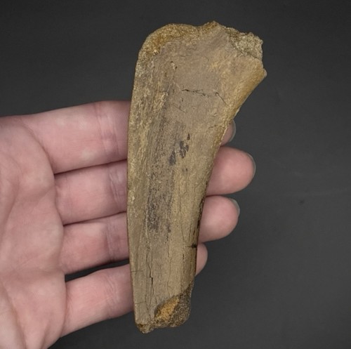 Dromaeosaurid raptor rib - “raptor”,