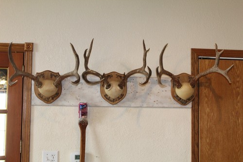 Mule deer mounts - mounts, taxidermy