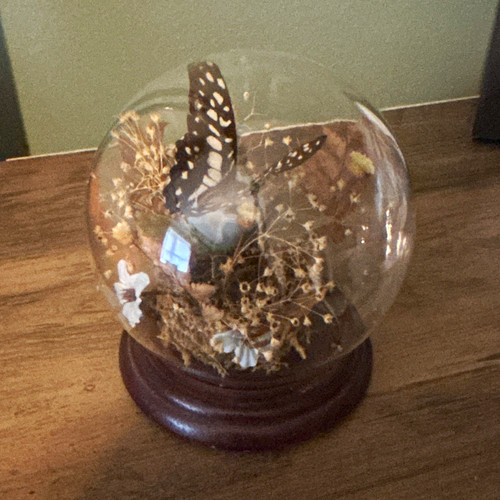 Mounted butterfly vintage - butterfly,
