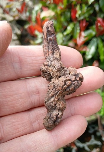 Turtle coprolite fossil poo - turtle,