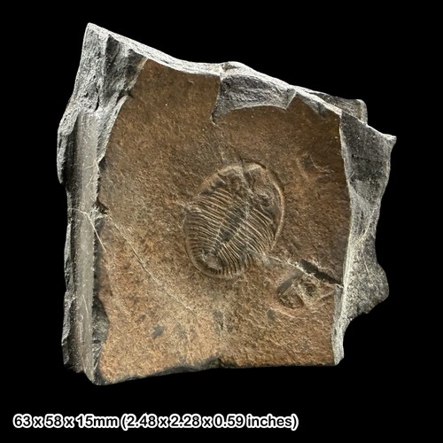 Ogyginus corndensis fossil - ogyginus,