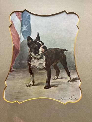 Maud earl boston terrier - earl,