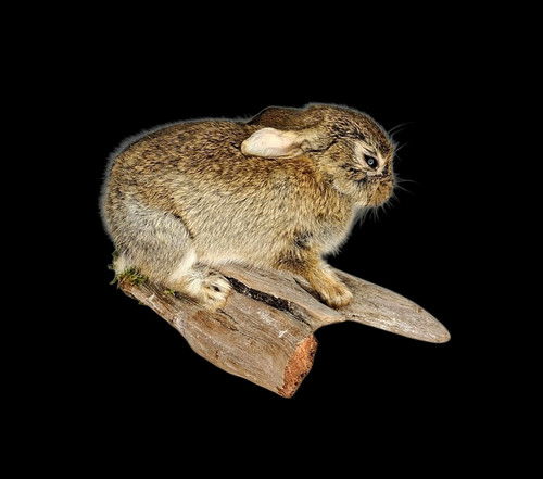 Taxidermy european rabbit - taxidermy,