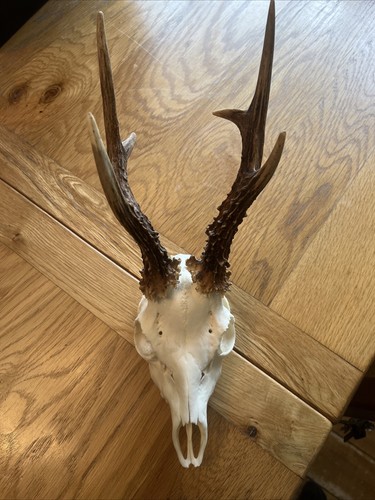 Point roe buck stag - point,