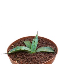 Agave erborispina X parrasana