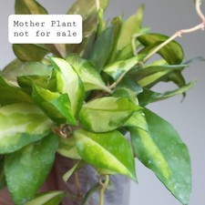 VERY RARE! Hoya Walliniana