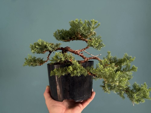 Juniper bonsai tree starter - juniper,