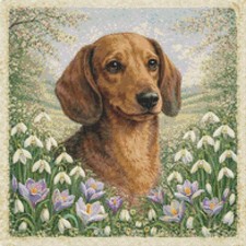 Dachshund Puppy Dog In Spring
