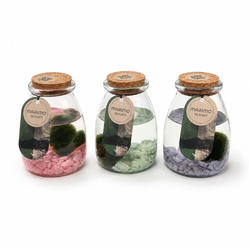 Marimo moss ball 9cm jar - marimo,