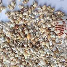 50 Mix Tiny Shells Natural