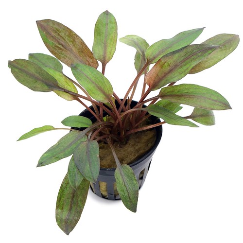 Cryptocoryne wendtii florida - cryptocoryne,