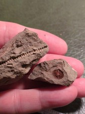 Silurian Crinoid + Coral