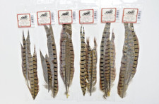 Ringneck Pheasant Tail 2 Piece