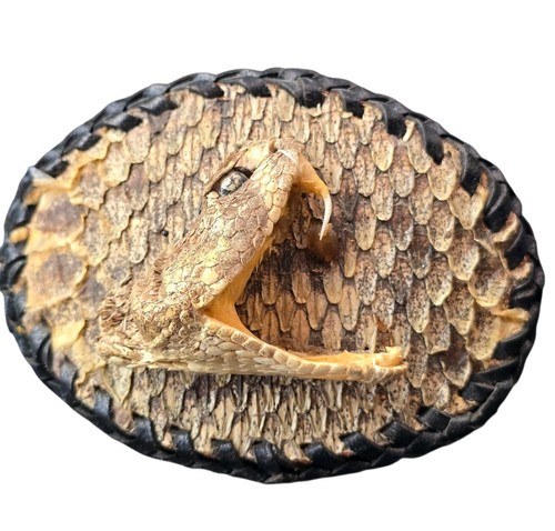 Vintage taxidermy rattlesnake - vintage,