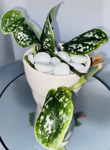 Silver satin pothos - pothos, |