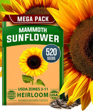 Sunflower Seeds to Plant |