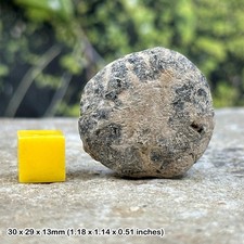 Isle of Sheppey Crab Fossil