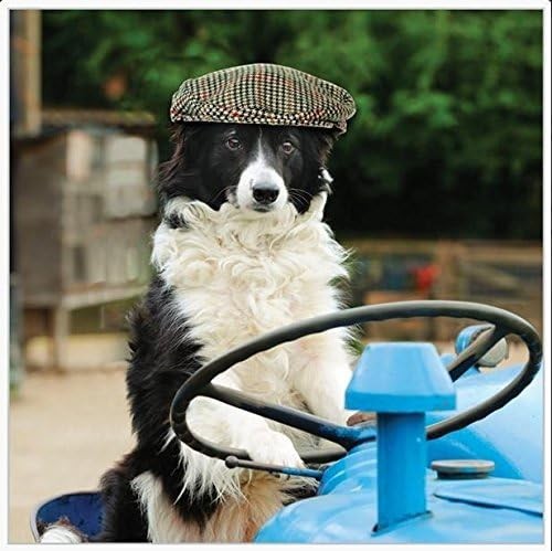 Abacus border collie dog blank - abacus,
