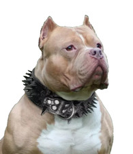 Black Spiked Studded PU Dog