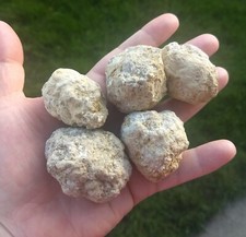 1x Small Unbroken DIY Whole