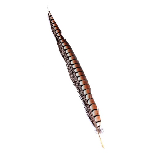 Lady amherst feather - amherst, 50cm