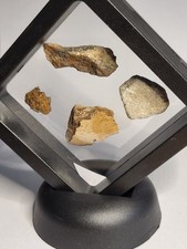 Dinosaur Fossil Collection