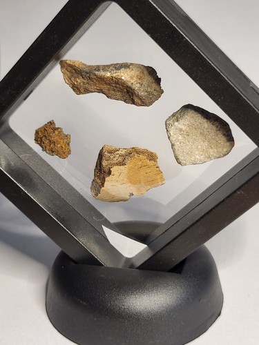 Dinosaur fossil collection - dinosaur,