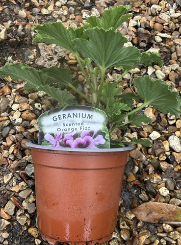 Pelargonium orange fizz - x,