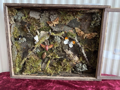 British insect taxidermy - insect, lit